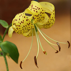 Lilium-lancifolium-var.-Flaviflorum