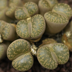 Lithops bromfieldii