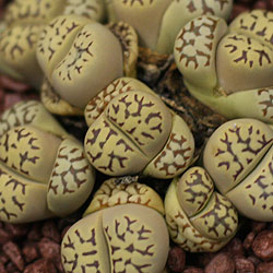 Lithops dorotheae