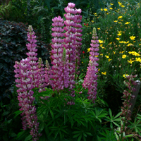 Lupin Fowers