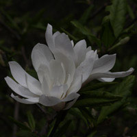 Magnolia Stellata 'Waterlily'