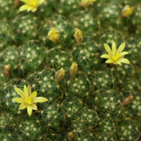 Mammillaria surculosa