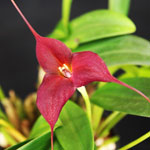Masdevallia Orchid Flower
