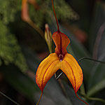  Masdevallia Orchid Burnt Orange.