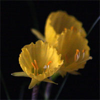Miniature Daffodil Bulb in Flower