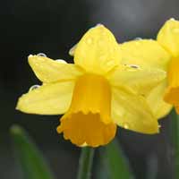 Miniature Daffodil Flowers