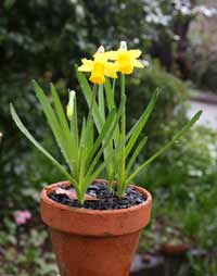 Miniature Daffodil Bulbs in Pot