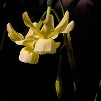 Miniature Daffodil