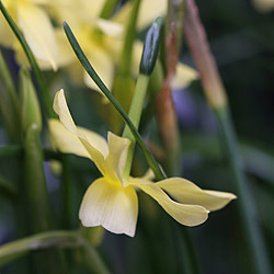 Narcissus 'Hawera' a Triandrus hybrid