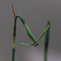 Narcissus viridiflorus Flower