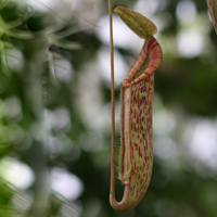 Carnivorous Plant Nepethe