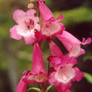 Penstemon