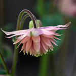 Perennial Plant Aquilegia