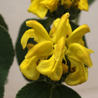 Phlomis