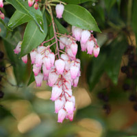 Pieris japonica