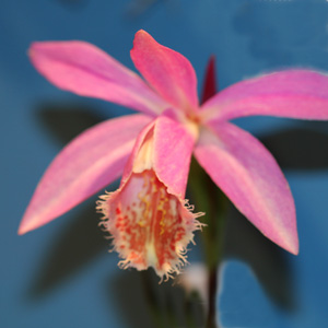 Pleione rakata