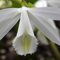 Pleione formosana alba
