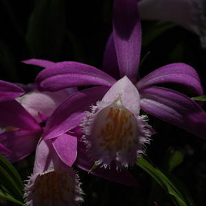 Pleione Pricei