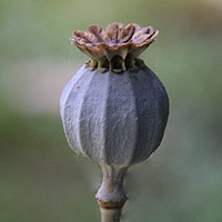 Poppy seed head