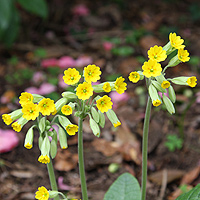 Primula Veris or 'Cowslip'