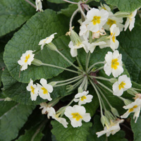 Primula Vulgaris