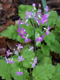 Primula sieboldii