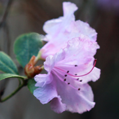 Rhododendron 'Olive'