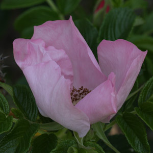 Rosa 'Fru Dagmar Hastrup'