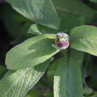 Sage - Popular Herb Plant