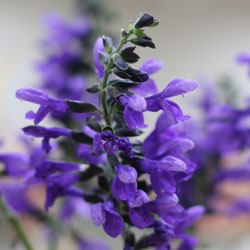 Salvia Plant in Flower