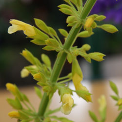 Salvia madrensis Forsythia sage