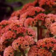 Sedum 'Munstead Red'