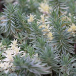 Sedum lineare var variegatum