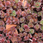 Sedum spurium 'Schorbuser-Blut'