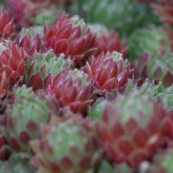 Sempervivum Plant Variety