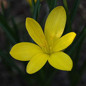 Sternbergia Lutea