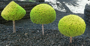 Topiary Plants