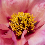 Tree Peony Flower 'Cheerful Charlie'
