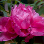 Tree Peony Flower