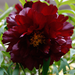 Tree Peony Flower