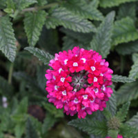 Verbena Flower