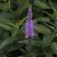 Veronica longifolia flower