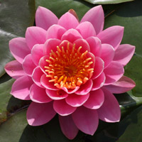 Water Lily Flower