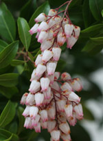 Winter Flowers on Pieris Japonica