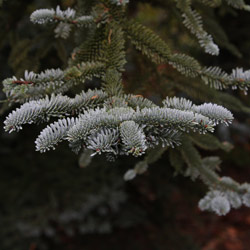 Abies procera 'Glauca'  Foliage