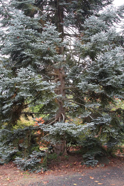 Abies procera 'Glauca' 