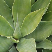 Agave attenuata