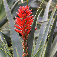 Aloe arborescens
