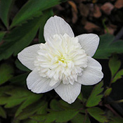 Anemone Nemorosa vestal