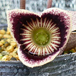 asarum flower